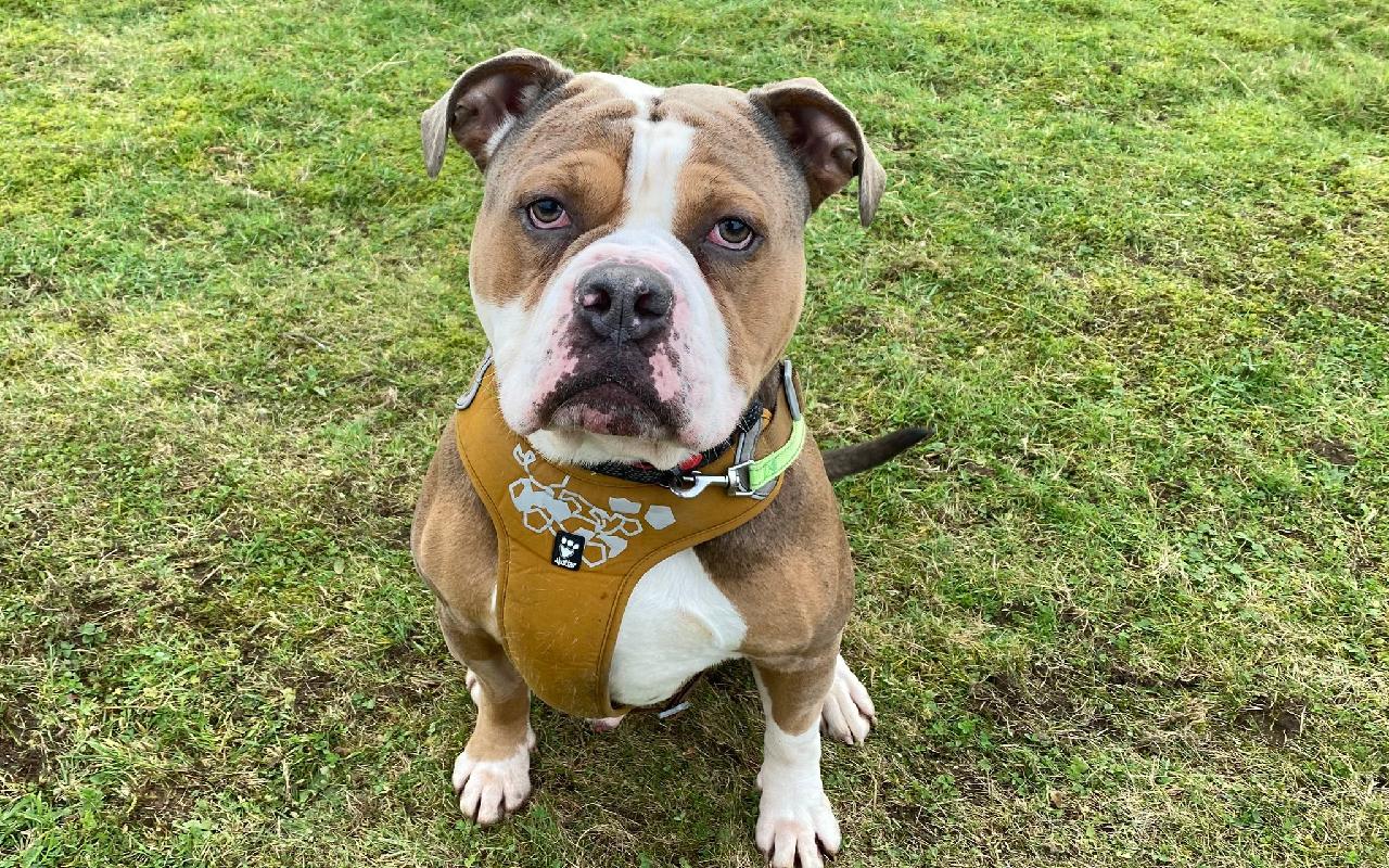 Bronx, a 4 years old male Bulldog available for adoption from Scottish SPCA in Aberdeenshire ARRC, Scotland