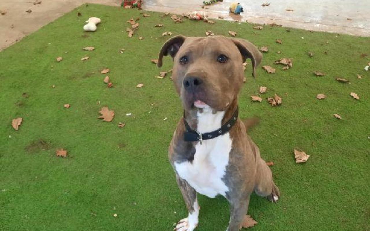 Bear, a 3 years old male Crossbreed available for adoption from Scottish SPCA in Lanarkshire, Scotland