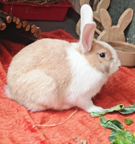 Basil