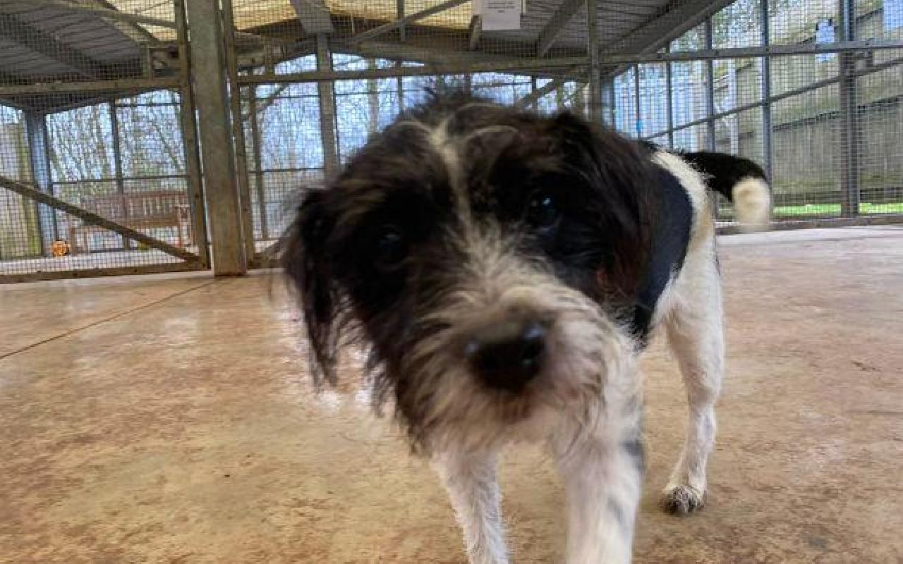 Sula, a 12 years old female Jack Russell Terrier available for adoption from Scottish SPCA in Lanarkshire, Scotland