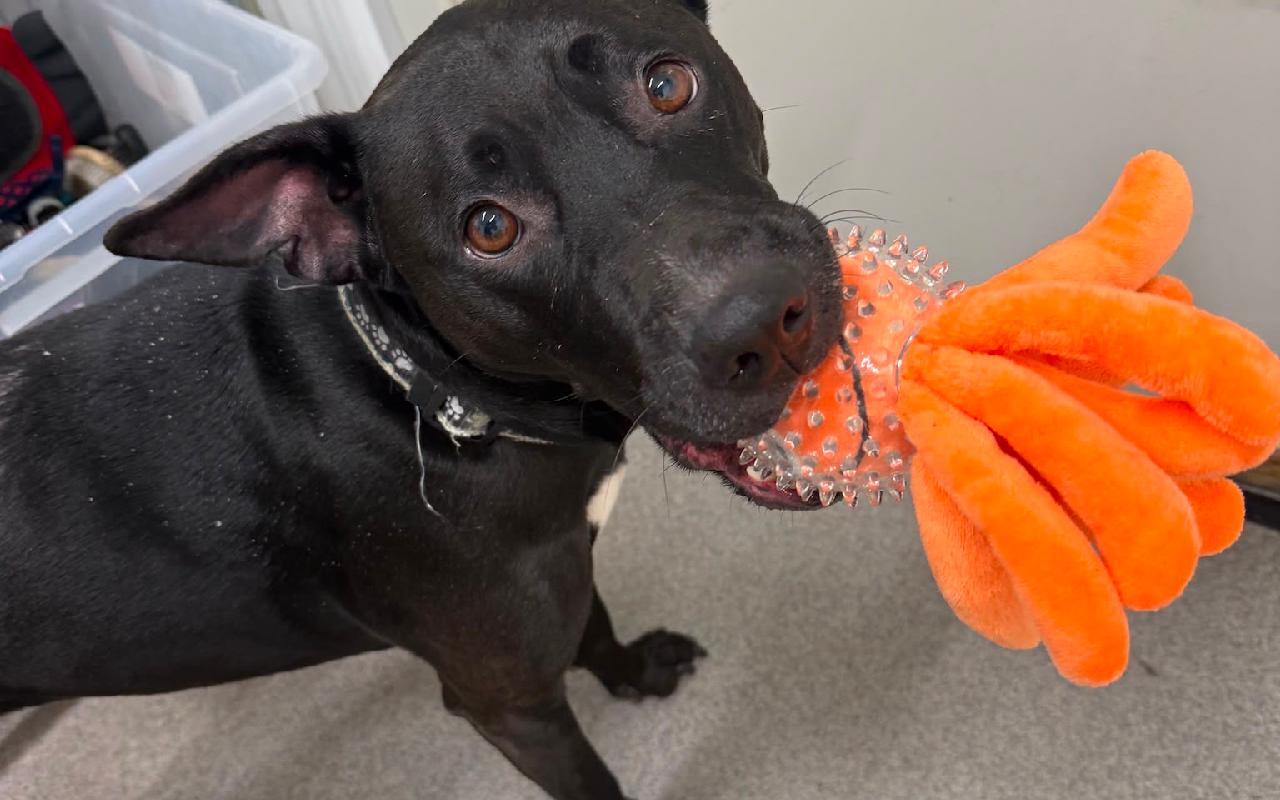 Woowoo, a 6 years old female Staffordshire Bull Terrier available for adoption from Scottish SPCA in Scotland