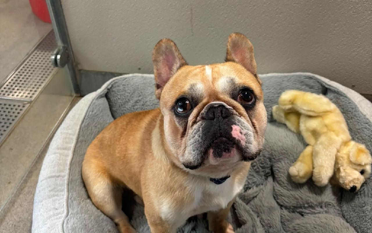 George, a French Bulldog available for adoption from Scottish SPCA in Scotland