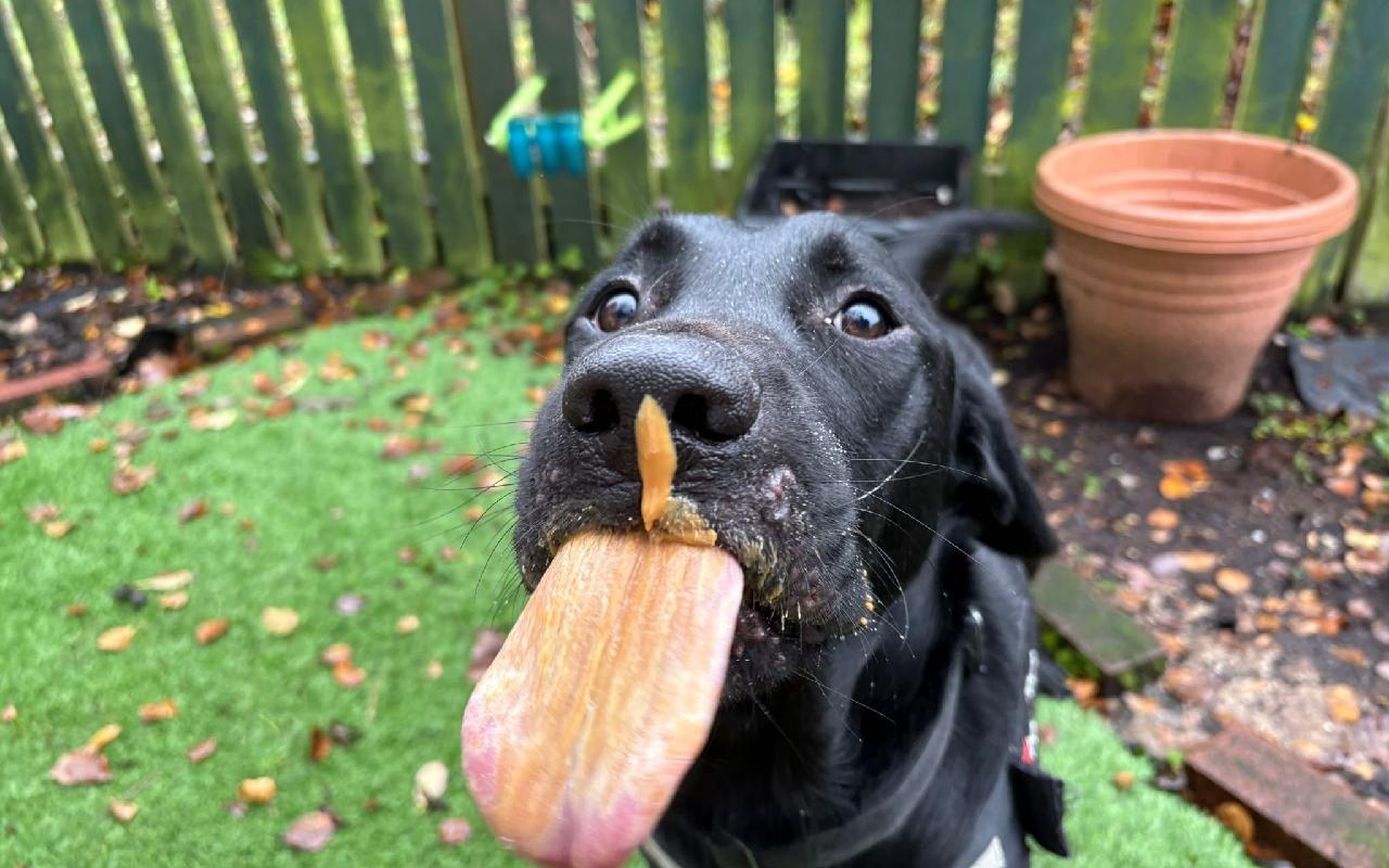 Tai, a 2 years old male Labrador available for adoption from Scottish SPCA in Glasgow ARRC, Scotland