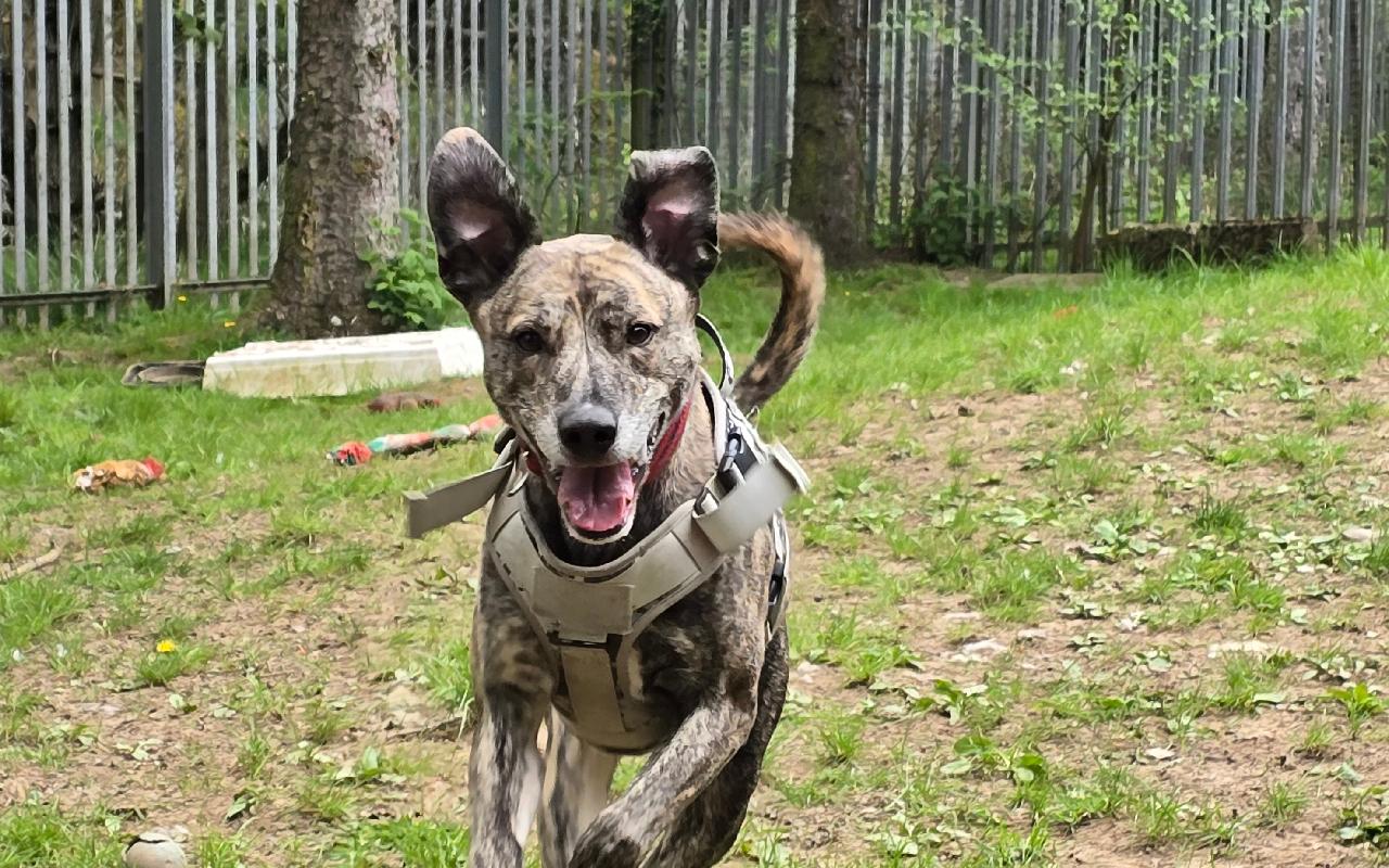 Cody, a 7 years old male Lurcher available for adoption from Scottish SPCA in Scotland