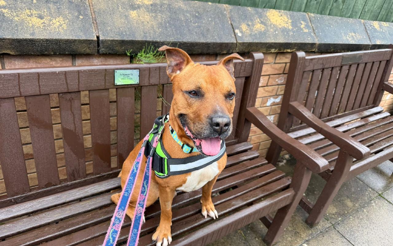Pablo, a 6 years old male Staffordshire Bull Terrier available for adoption from Scottish SPCA in Glasgow, Scotland