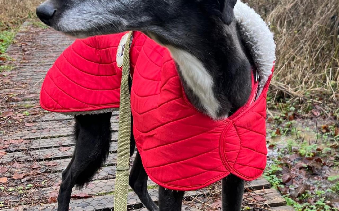 Billy, a 7 years old male Lurcher available for adoption from Scottish SPCA in Scotland