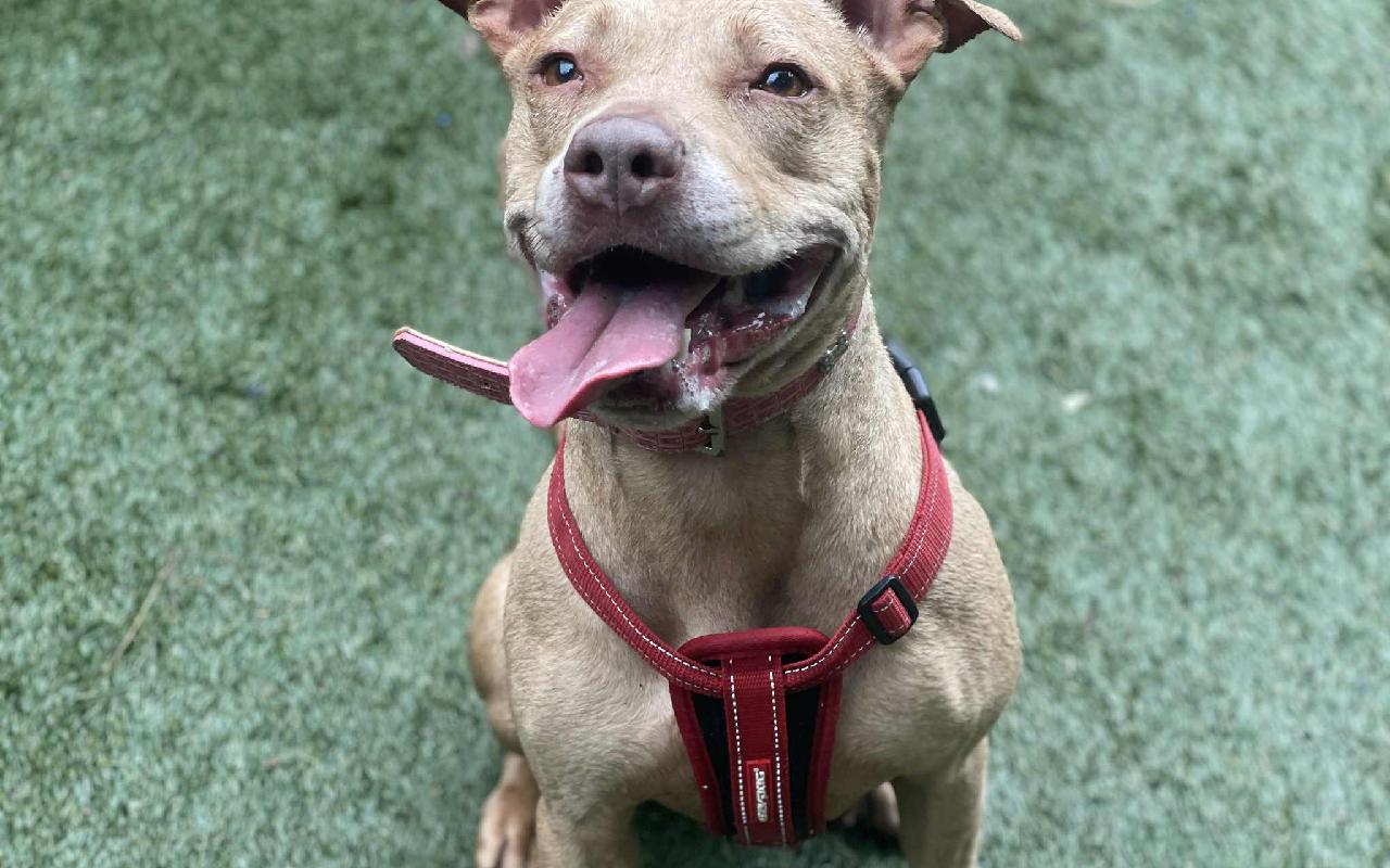 Ivy, a 7 years old female Staffordshire Bull Terrier available for adoption from Scottish SPCA in Lanarkshire, Scotland