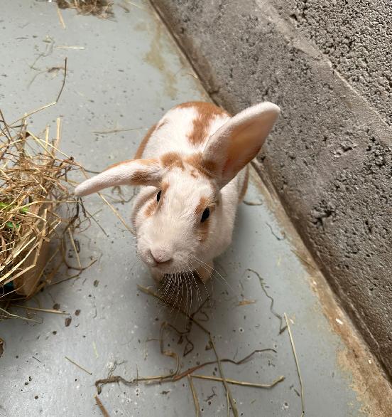 Hoppy Gilmore — photo 1