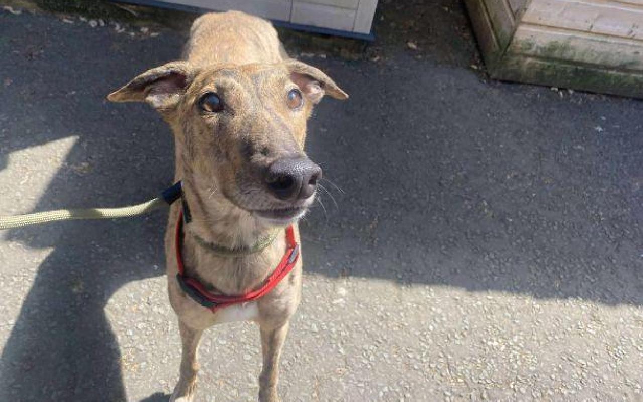 Mary, a 3 years old female Greyhound available for adoption from Scottish SPCA in Lanarkshire ARRC, Scotland