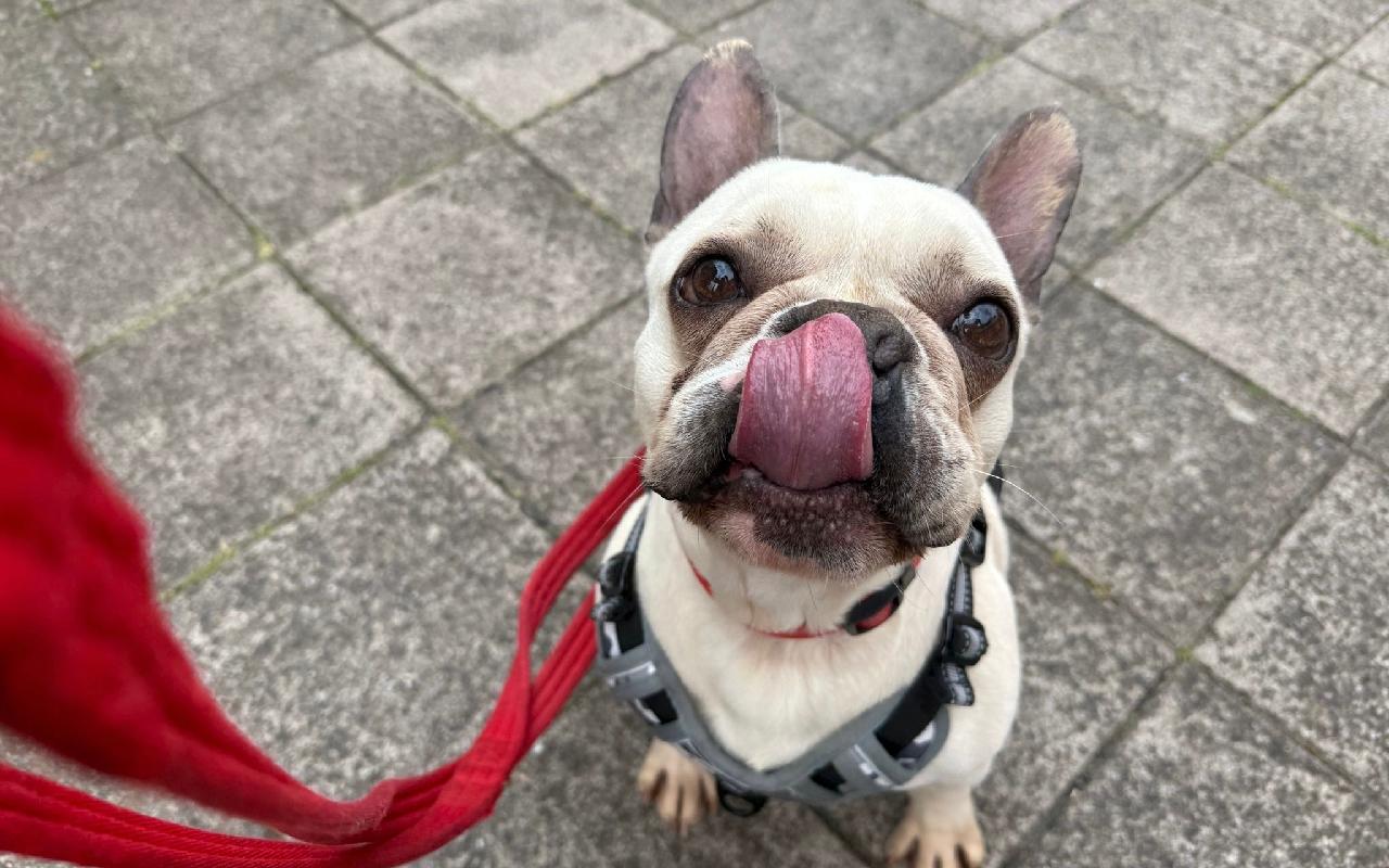 Berti, a 4 years old male French Bulldog available for adoption from Scottish SPCA in Scotland