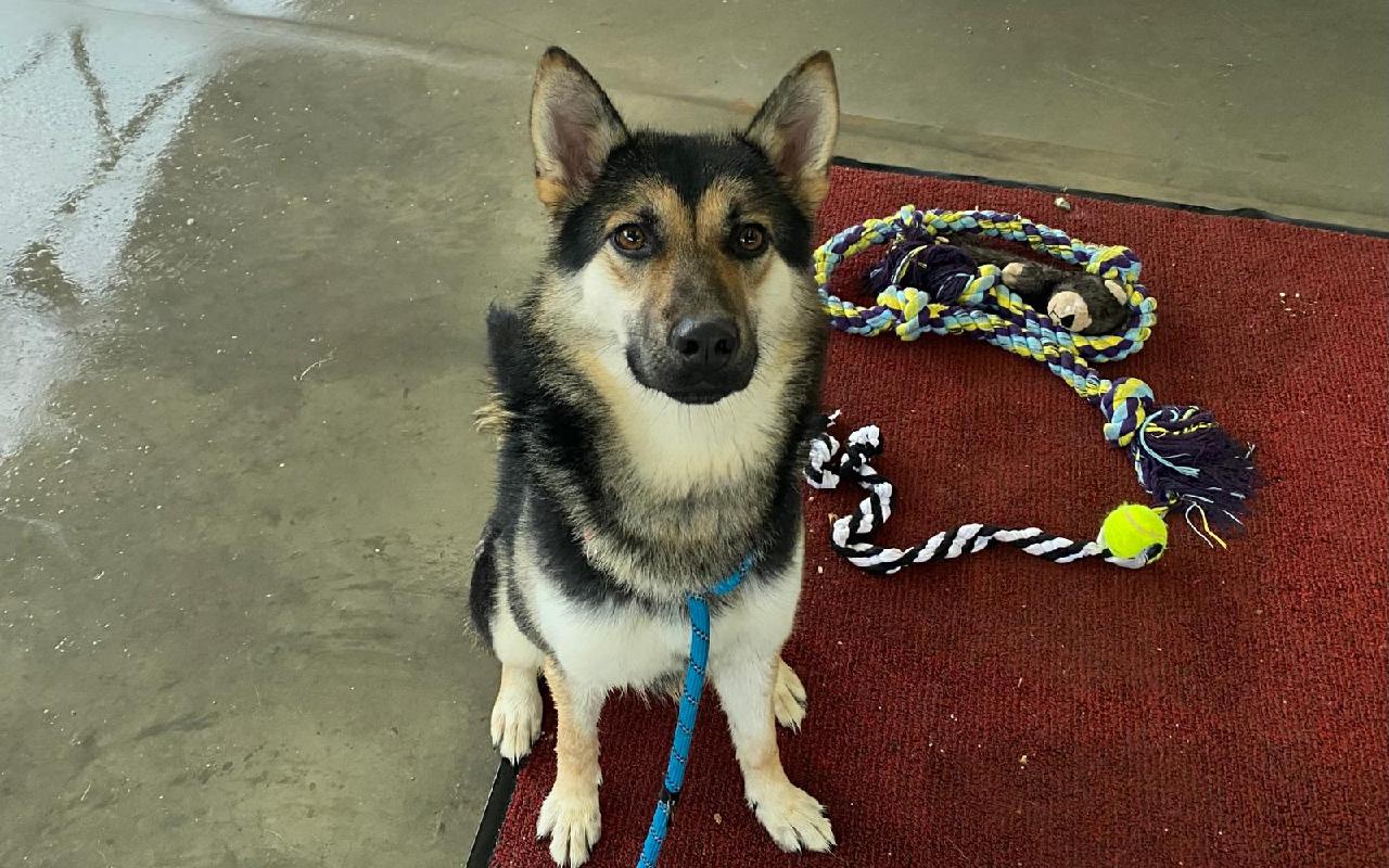Bliss, a 3 years old female German Shepherd available for adoption from Scottish SPCA in Aberdeenshire ARRC, Scotland
