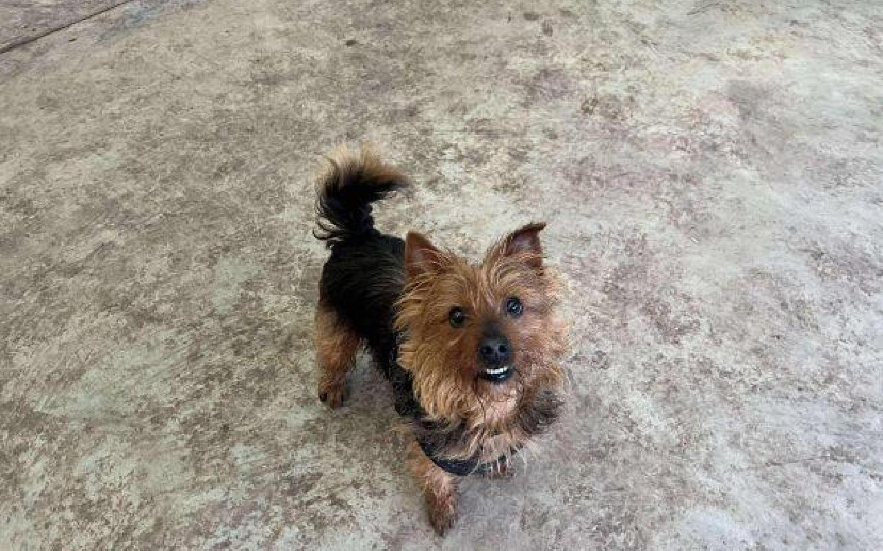 Buddie, a 10 years old male Yorkshire Terrier available for adoption from Scottish SPCA in Lanarkshire ARRC, Scotland