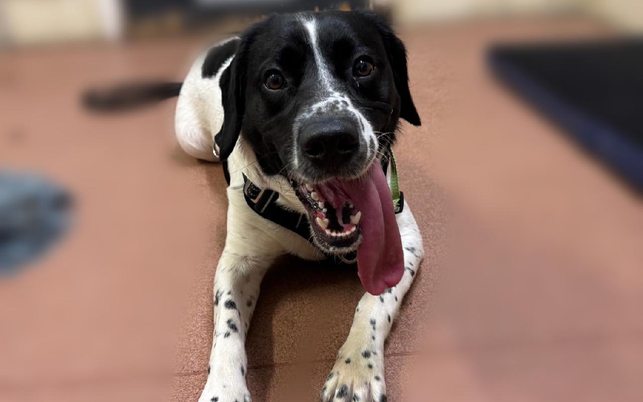 Meg, a 1 year old female English Springer Spaniel available for adoption from Scottish SPCA in Scotland
