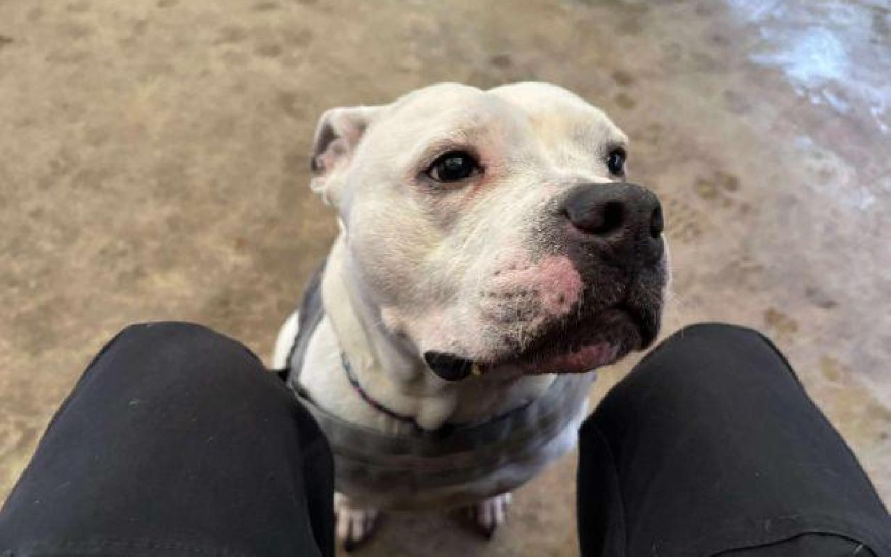Lala, a 5 years old female Staffordshire Bull Terrier available for adoption from Scottish SPCA in Lanarkshire, Scotland