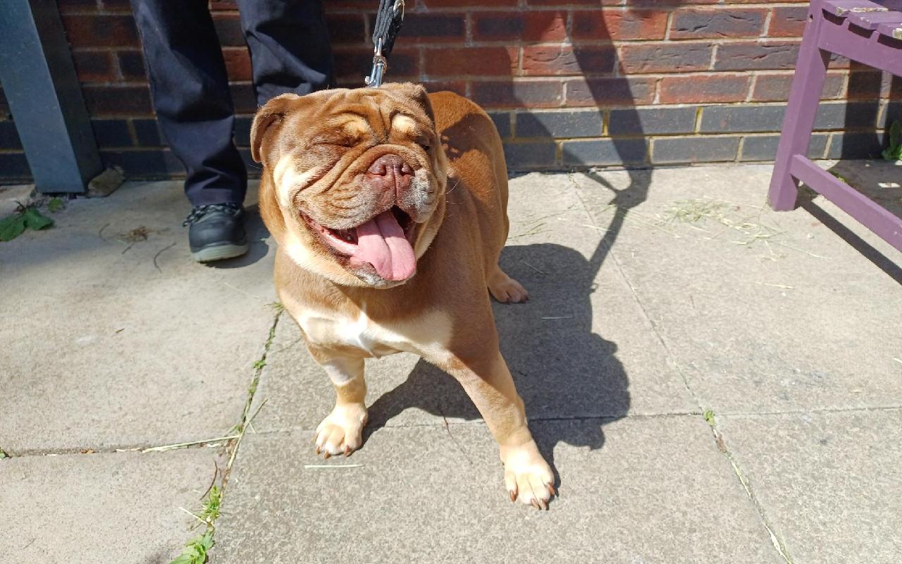 Tilly, a 2 years old female Bulldog available for adoption from Scottish SPCA in Scotland