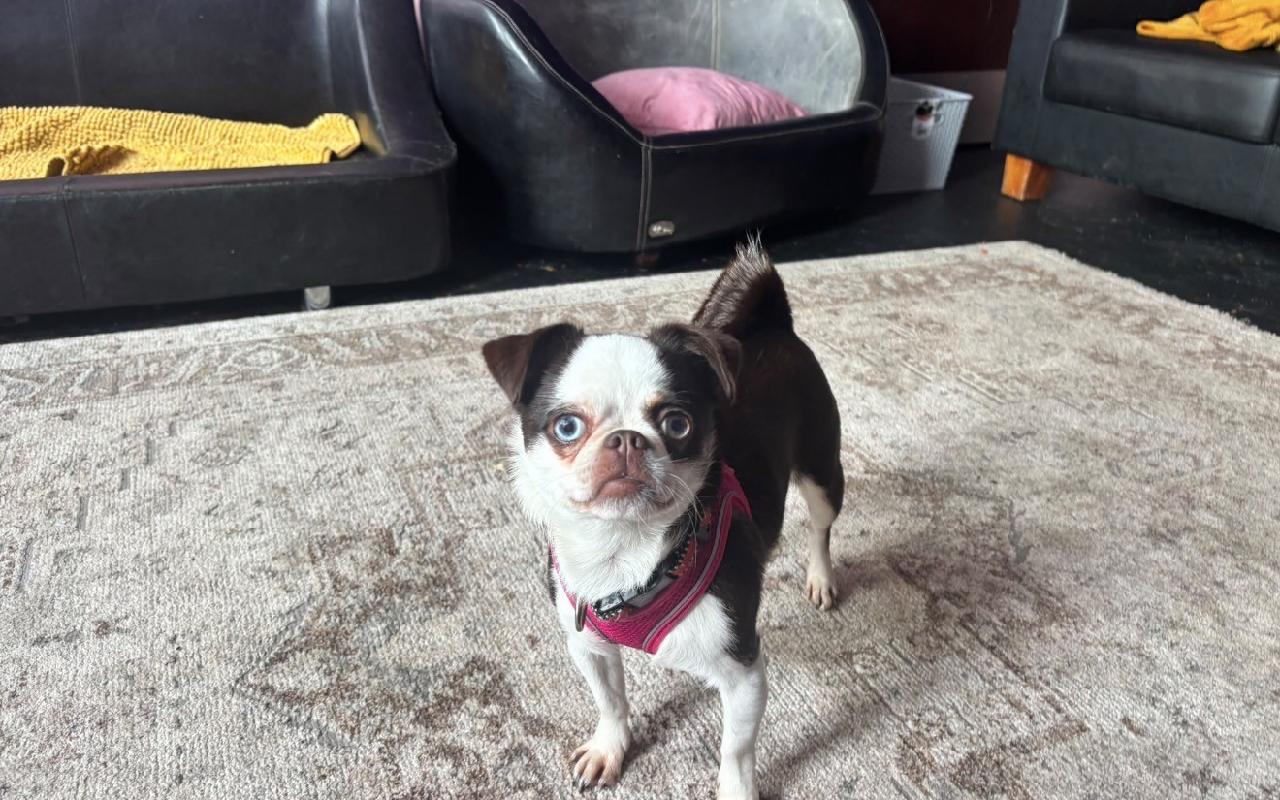 Bobetta, a 1 year old female Chihuahua available for adoption from Scottish SPCA in Scotland