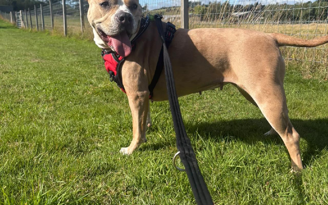 Duchess, a 3 years old female Staffordshire Bull Terrier available for adoption from Scottish SPCA in Scotland