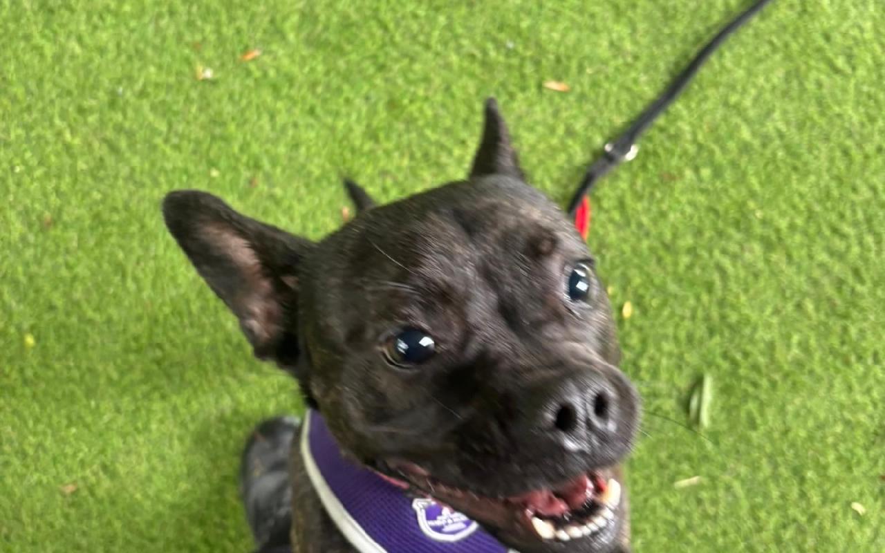 Angel, a 2 years old female Staffordshire Bull Terrier available for adoption from Scottish SPCA in Scotland