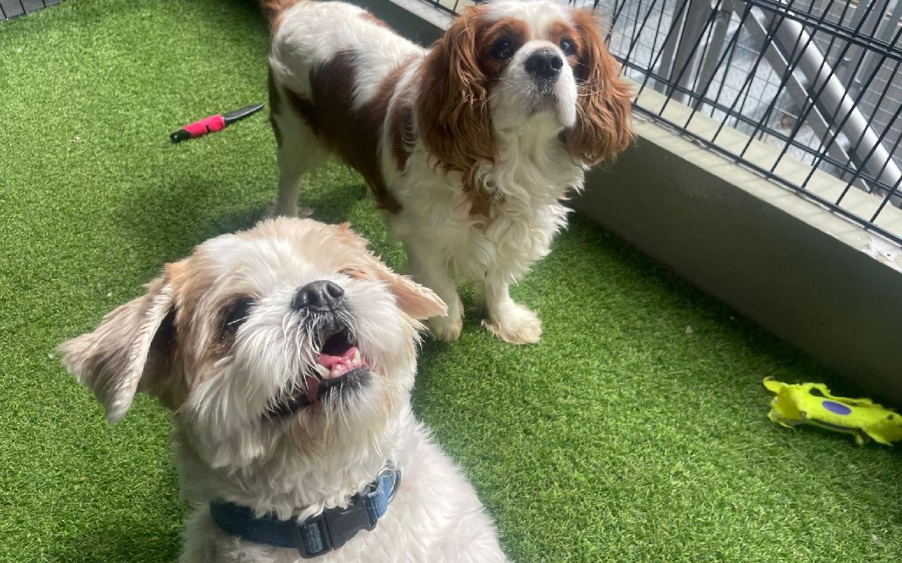 Cookie And Oscar, a 9 years old female Lhasa Apso available for adoption from Scottish SPCA in Scotland