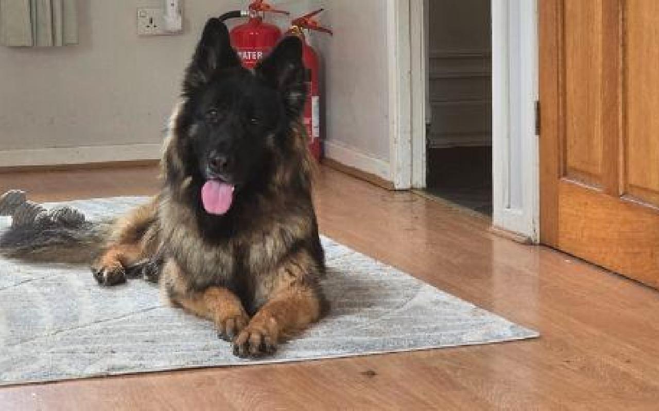 Angel, a 2 years old female German Shepherd available for adoption from Scottish SPCA in Lanarkshire, Scotland