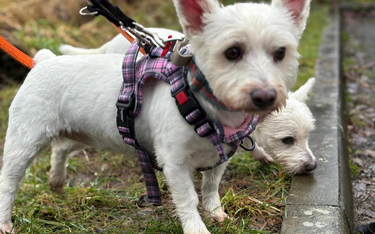 Bailey And Luna, a 4 years old female West Highland White Terrier available for adoption from Scottish SPCA in Glasgow ARRC, Scotland