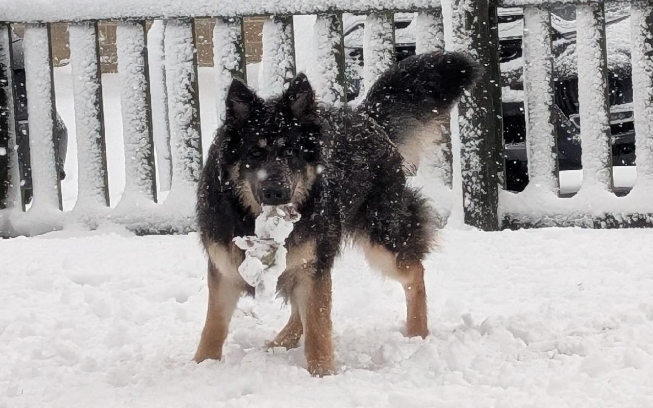 Izzy, a 1 year old female German Shepherd available for adoption from Scottish SPCA in Aberdeenshire ARRC, Scotland