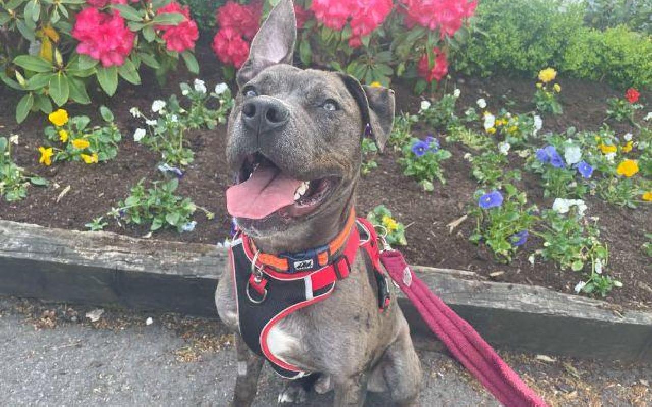 Geo, a 2 years old male Crossbreed available for adoption from Scottish SPCA in Lanarkshire, Scotland