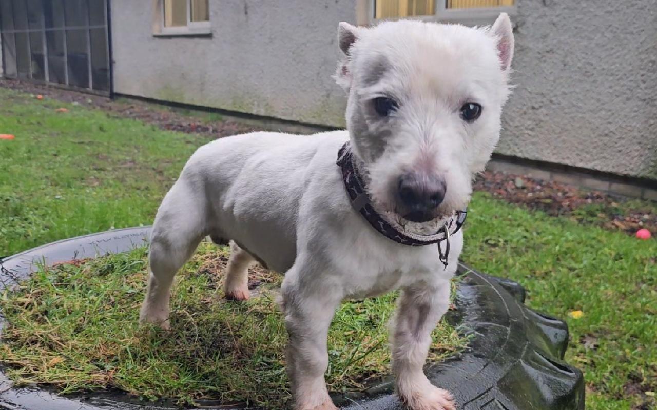 Bailey, a 10 years old male West Highland White Terrier available for adoption from Scottish SPCA in Highlands and Islands ARRC, Scotland