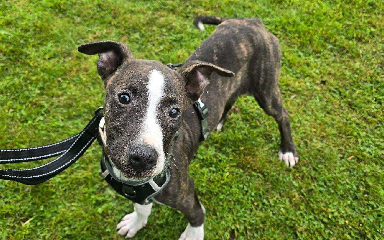 Quentin, a 5 months old male Lurcher available for adoption from Scottish SPCA in Scotland