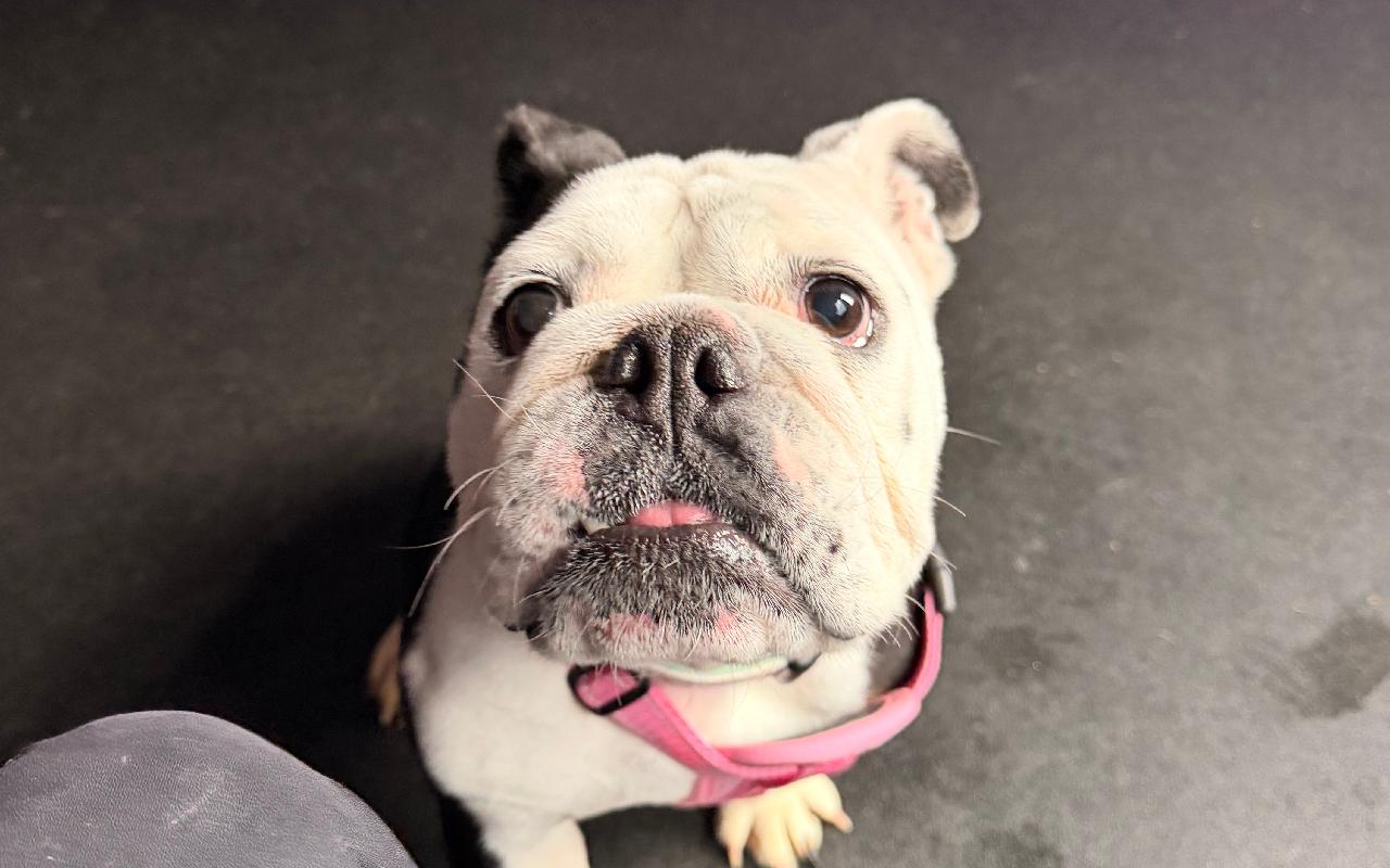 Agatha, a 4 years old female Bulldog available for adoption from Scottish SPCA in Scotland