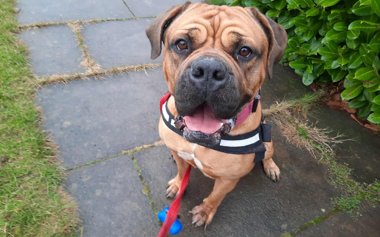 Leia, a 5 years old female Bullmastiff available for adoption from Scottish SPCA in Scotland
