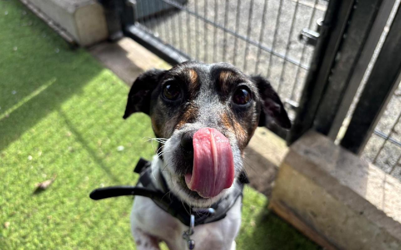 Novo, a 10 years old male Jack Russell Terrier available for adoption from Scottish SPCA in Glasgow, Scotland