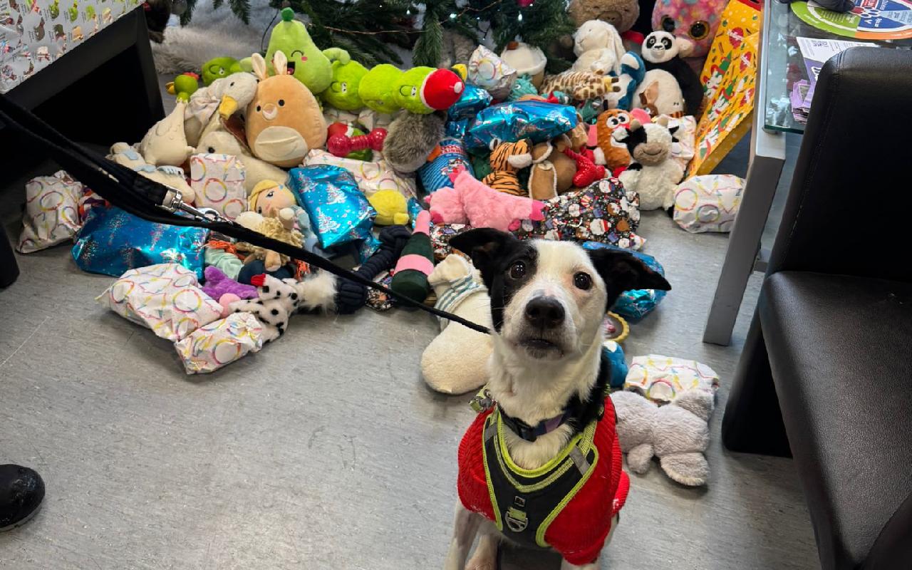 Elsa, a 13 years old female Border Collie available for adoption from Scottish SPCA in Aberdeenshire ARRC, Scotland