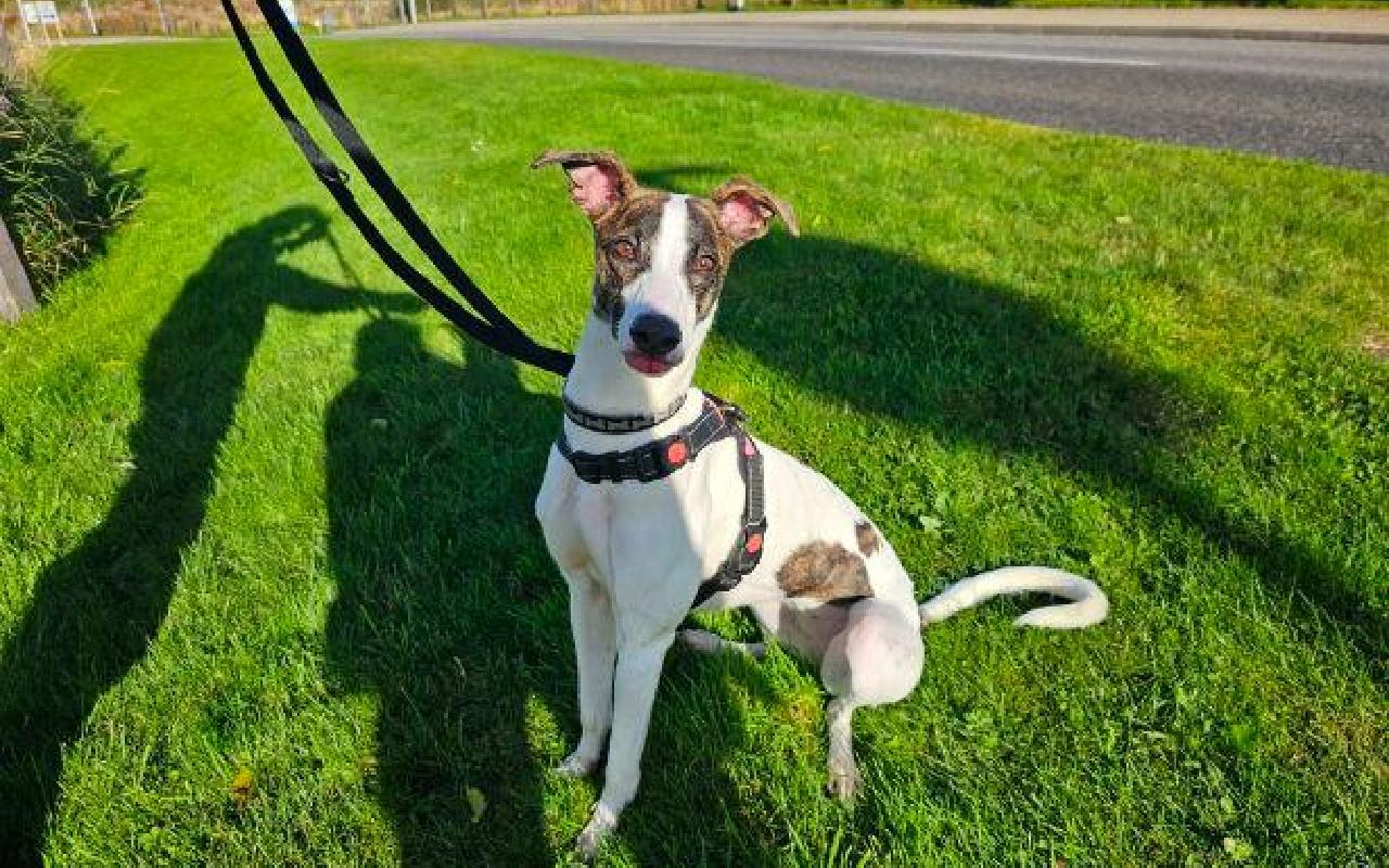 Star, a 1 year old female Lurcher available for adoption from Scottish SPCA in Scotland