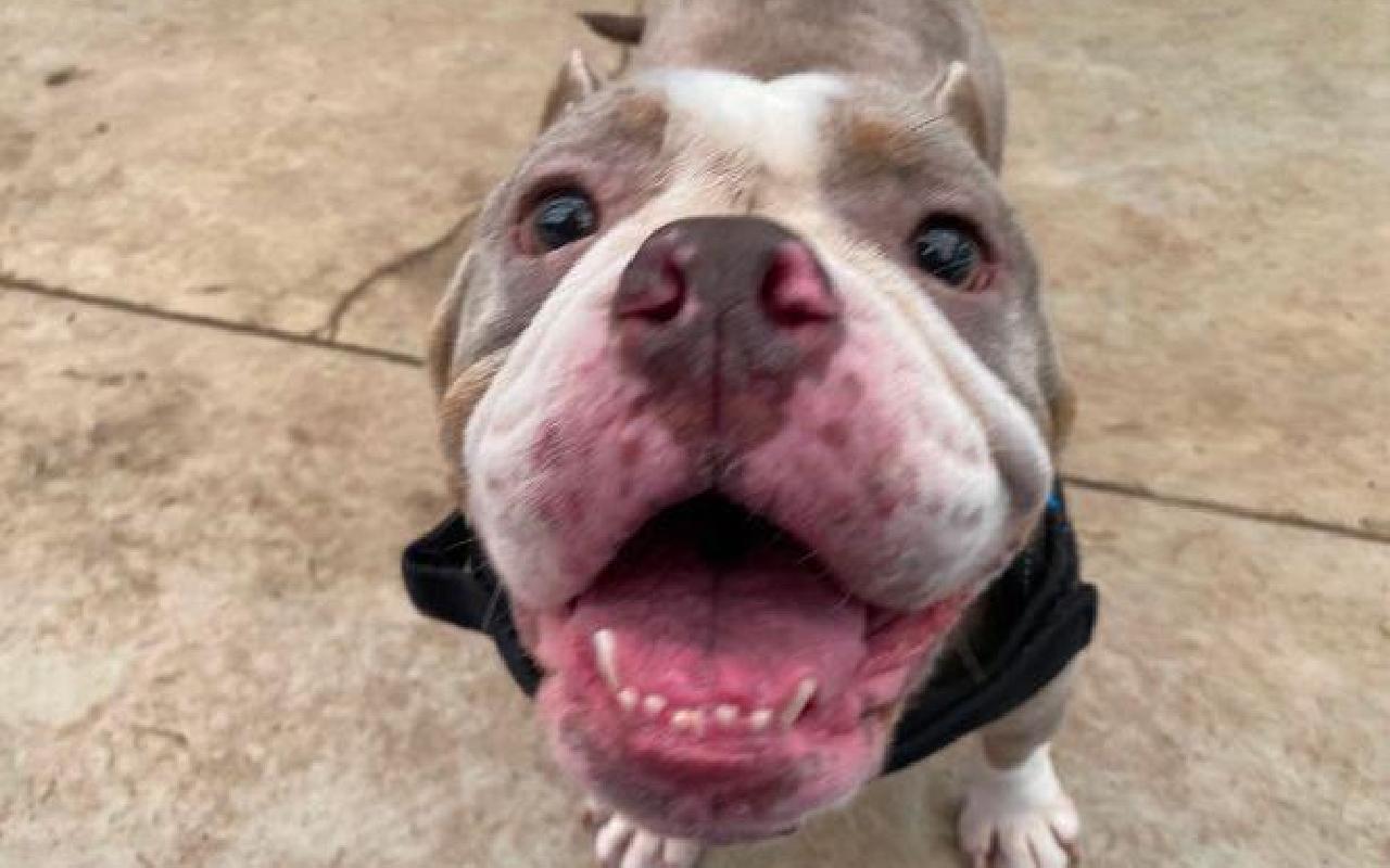 Star, a Pocket Bully available for adoption from Scottish SPCA in Scotland