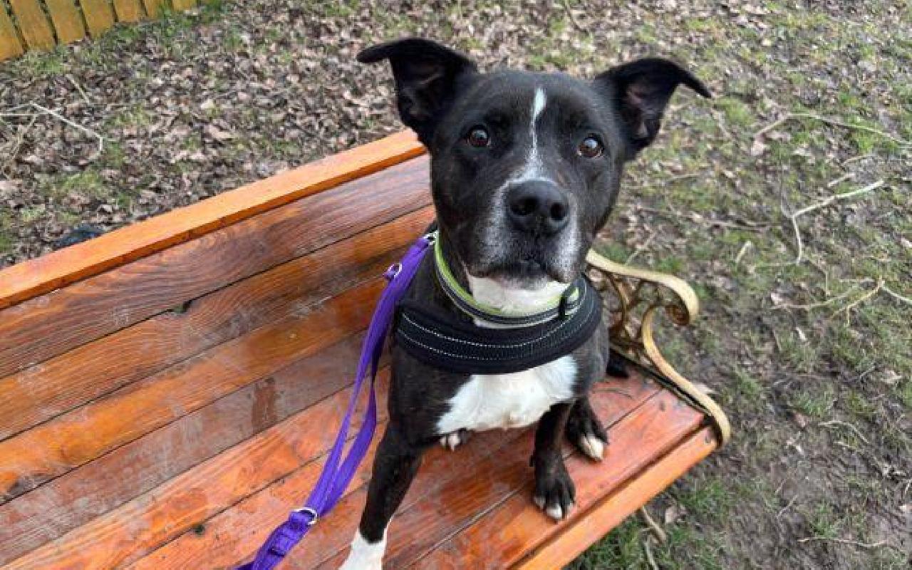Gazza, a 10 years old male Staffordshire Bull Terrier available for adoption from Scottish SPCA in Lanarkshire ARRC, Scotland
