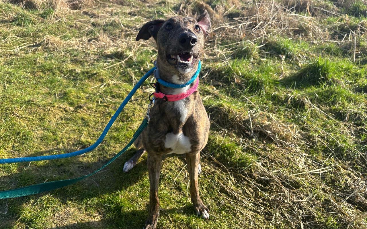 Dakota, a 2 years old female Lurcher available for adoption from Scottish SPCA in Glasgow ARRC, Scotland