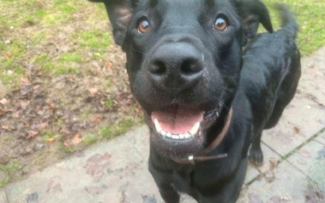 Meeka, a 3 years old female Crossbreed available for adoption from Scottish SPCA in Lanarkshire, Scotland