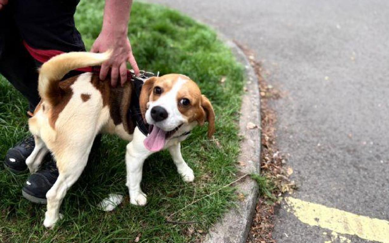 Fudge & Bridget, a 1 year old female Beagle available for adoption from Scottish SPCA in Scotland