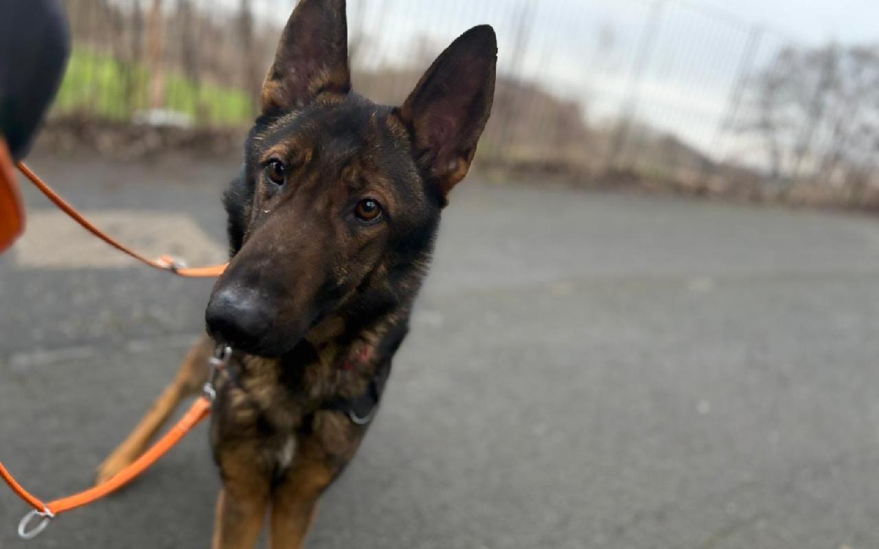 Charlie, a 3 years old male German Shepherd available for adoption from Scottish SPCA in Glasgow, Scotland