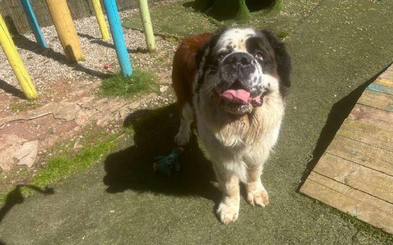 Guiseppi, a 6 years old male St Bernard available for adoption from Scottish SPCA in Scotland