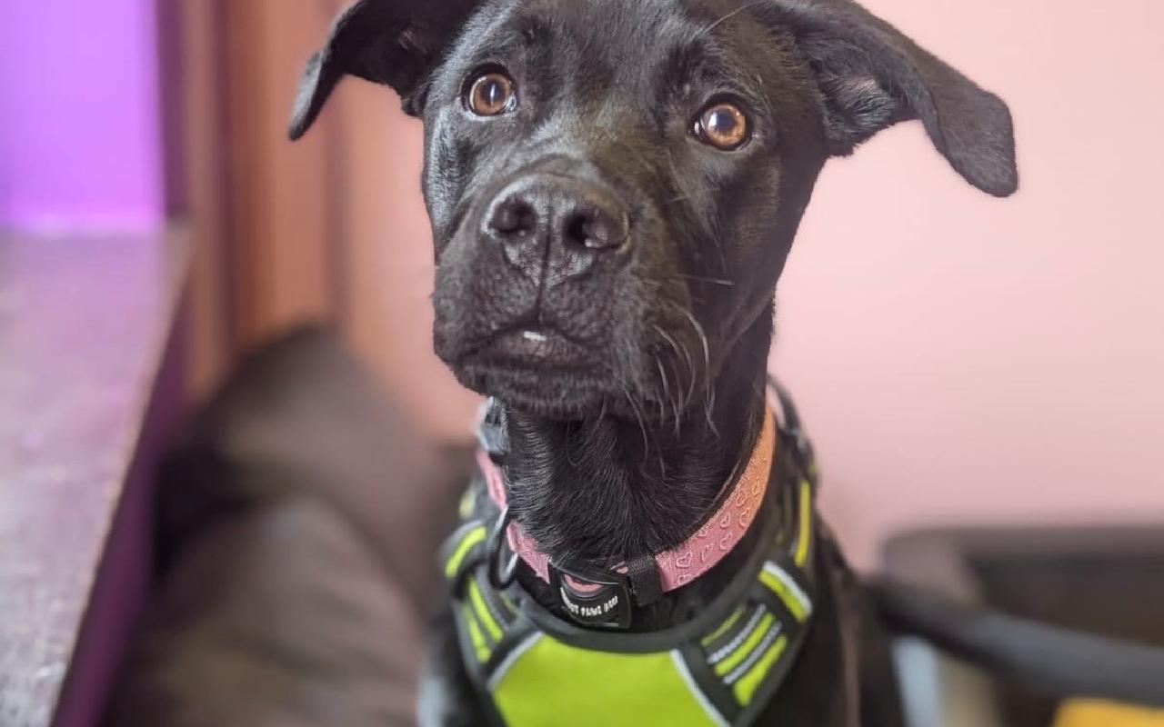 Sol, a 10 months old male Labrador available for adoption from Scottish SPCA in Scotland