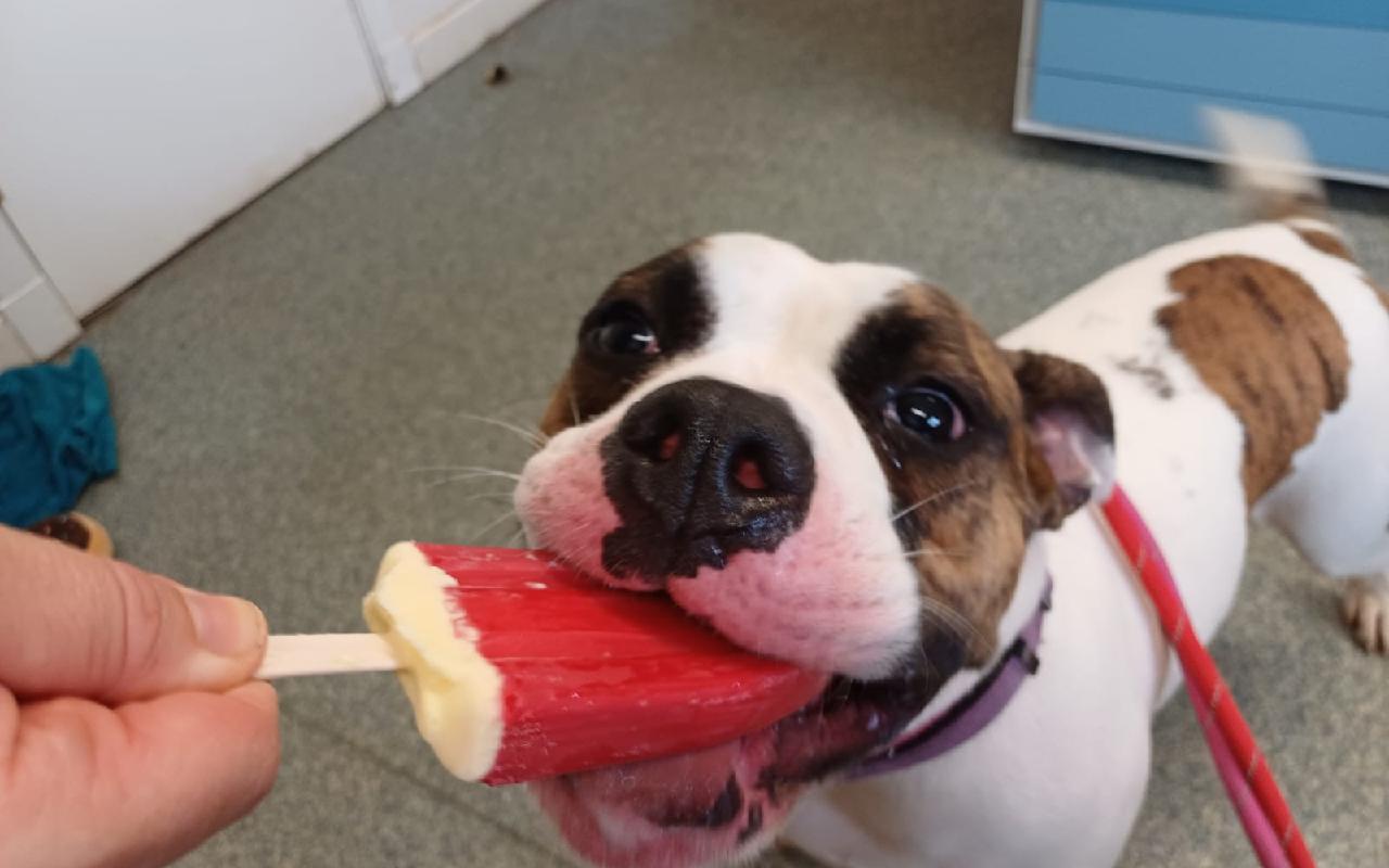 River, a 3 years old female American Bulldog available for adoption from Scottish SPCA in Lanarkshire, Scotland