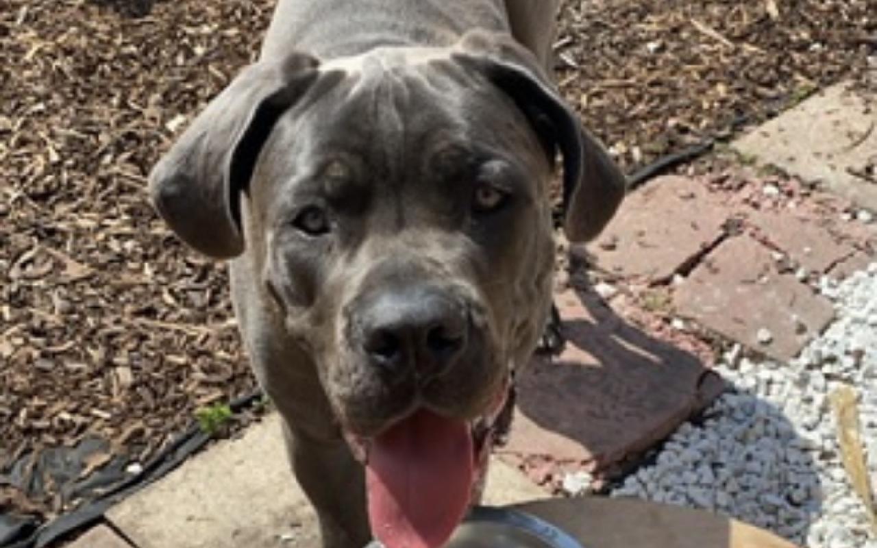 Rover, a 5 years old male Cane Corso available for adoption from Scottish SPCA in Scotland