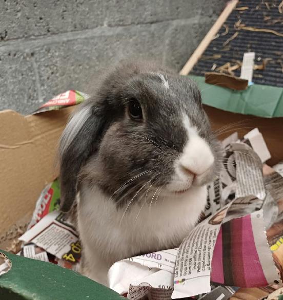 Nellie — photo 1
