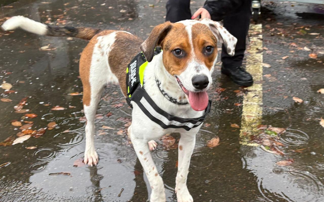 Hocus, a 9 months old female Crossbreed available for adoption from Scottish SPCA in Glasgow ARRC, Scotland