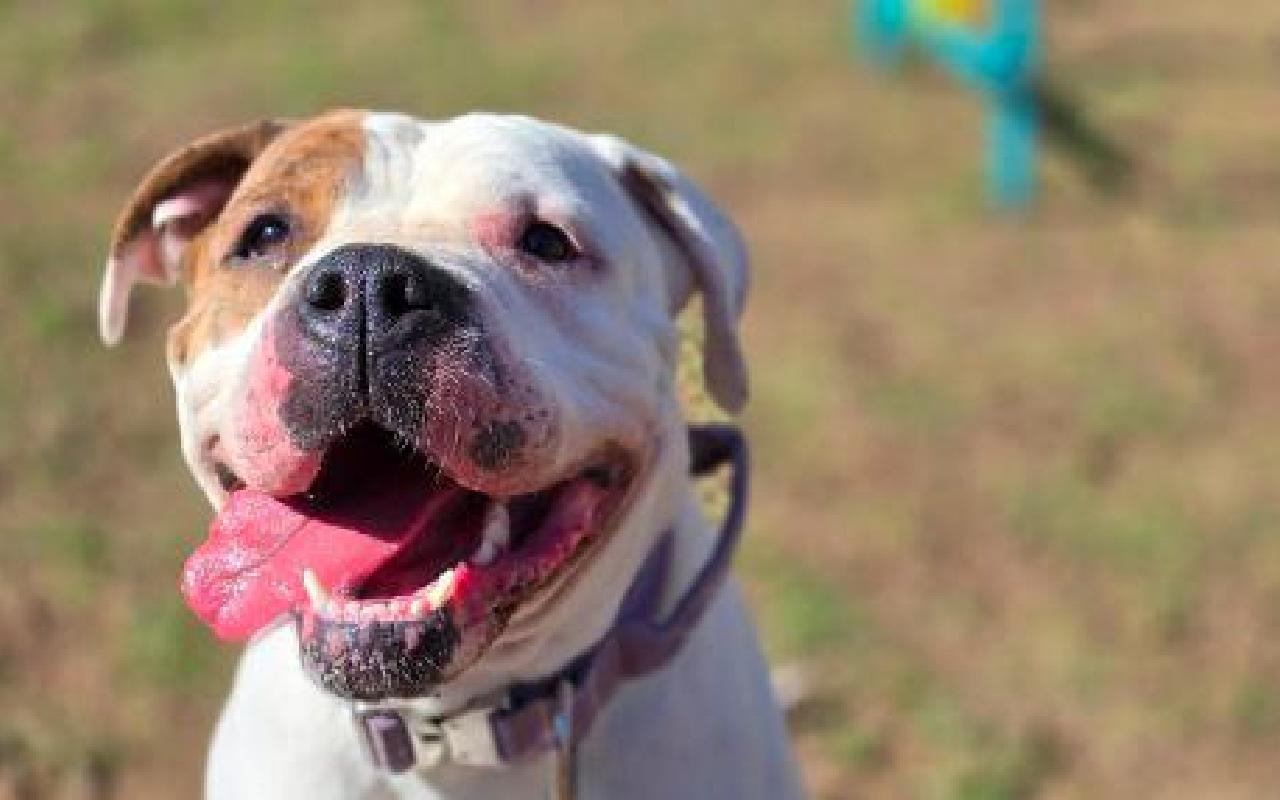 Kyra, a 4 years old female Bulldog available for adoption from Scottish SPCA in Lanarkshire ARRC, Scotland
