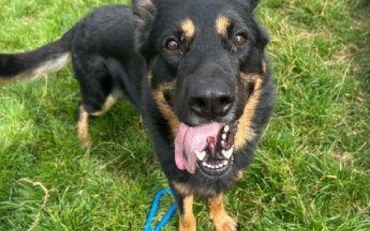 Misha, a 4 years old female German Shepherd available for adoption from Scottish SPCA in Edinburgh and Lothians, Scotland