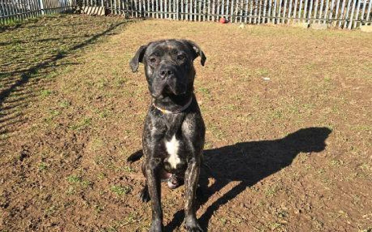 Rocky, a 3 years old male Cane Corso available for adoption from Scottish SPCA in Lanarkshire, Scotland