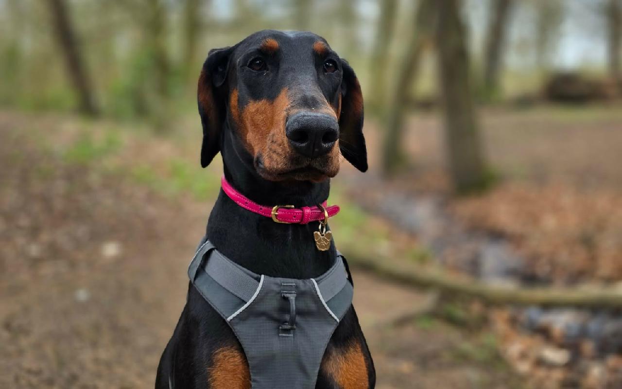 Charlie, a 4 years old male Dobermann available for adoption from Scottish SPCA in Scotland